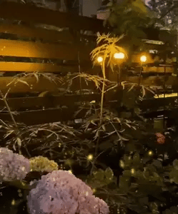 LED Firefly Lights Solar Powered (10 LEDs)